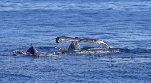 горбатые киты в доминикане