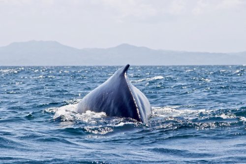 горбатый кит спина на самане