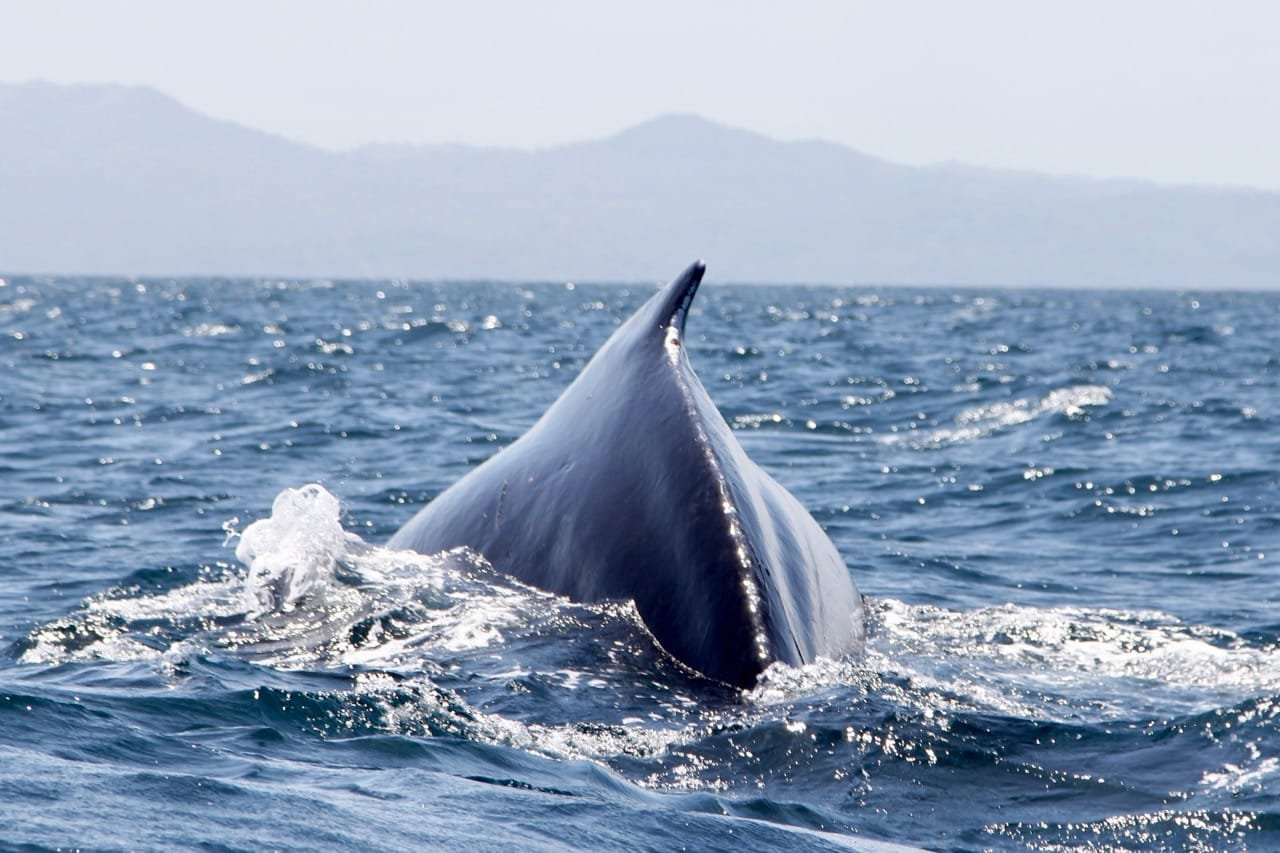 Whales in the Dominican Republic Cabarete
