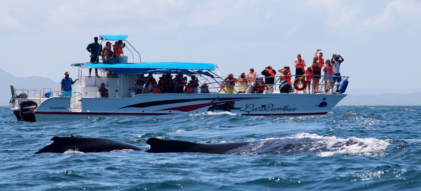 Whales in the Dominican Republic, Samana Peninsula.