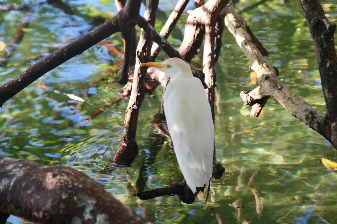 birds in manatee park