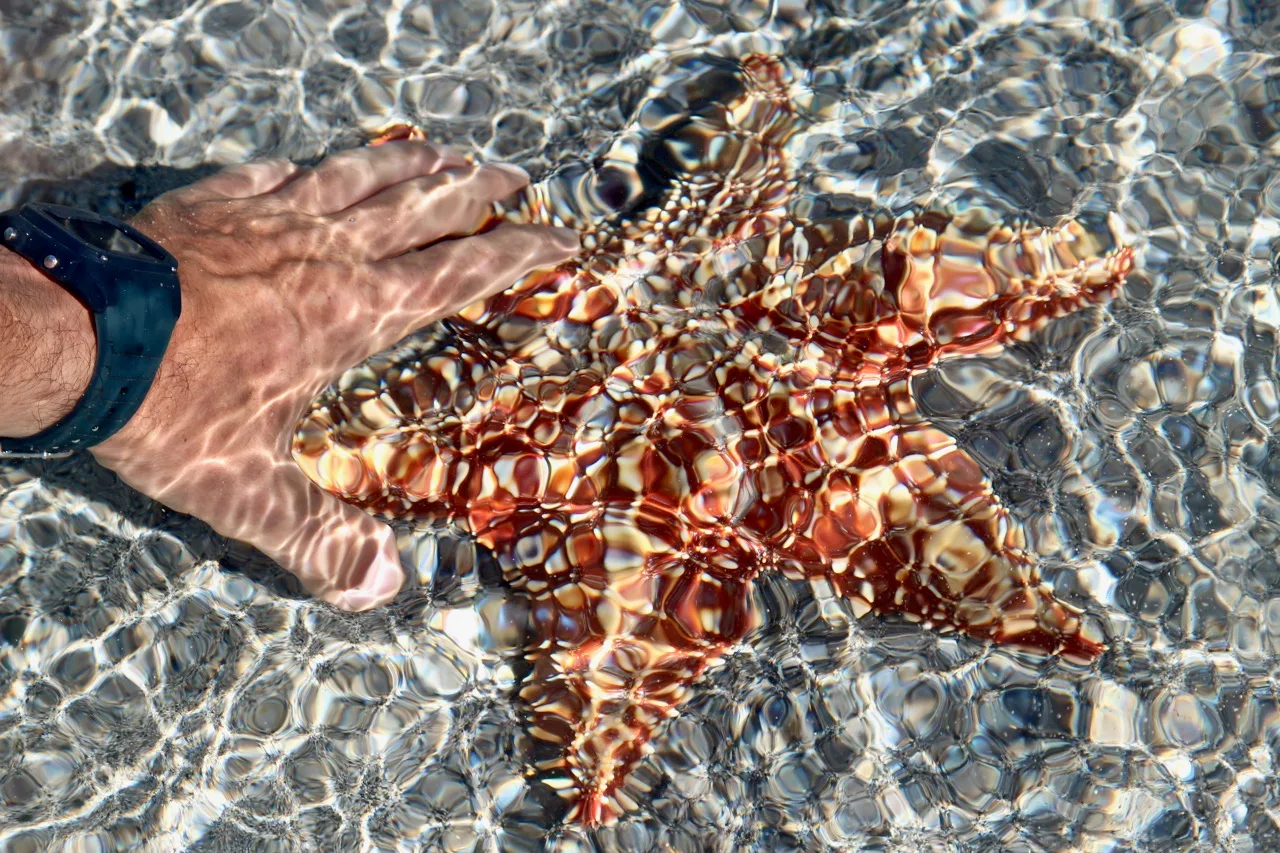 Starfish in Manatee Park
