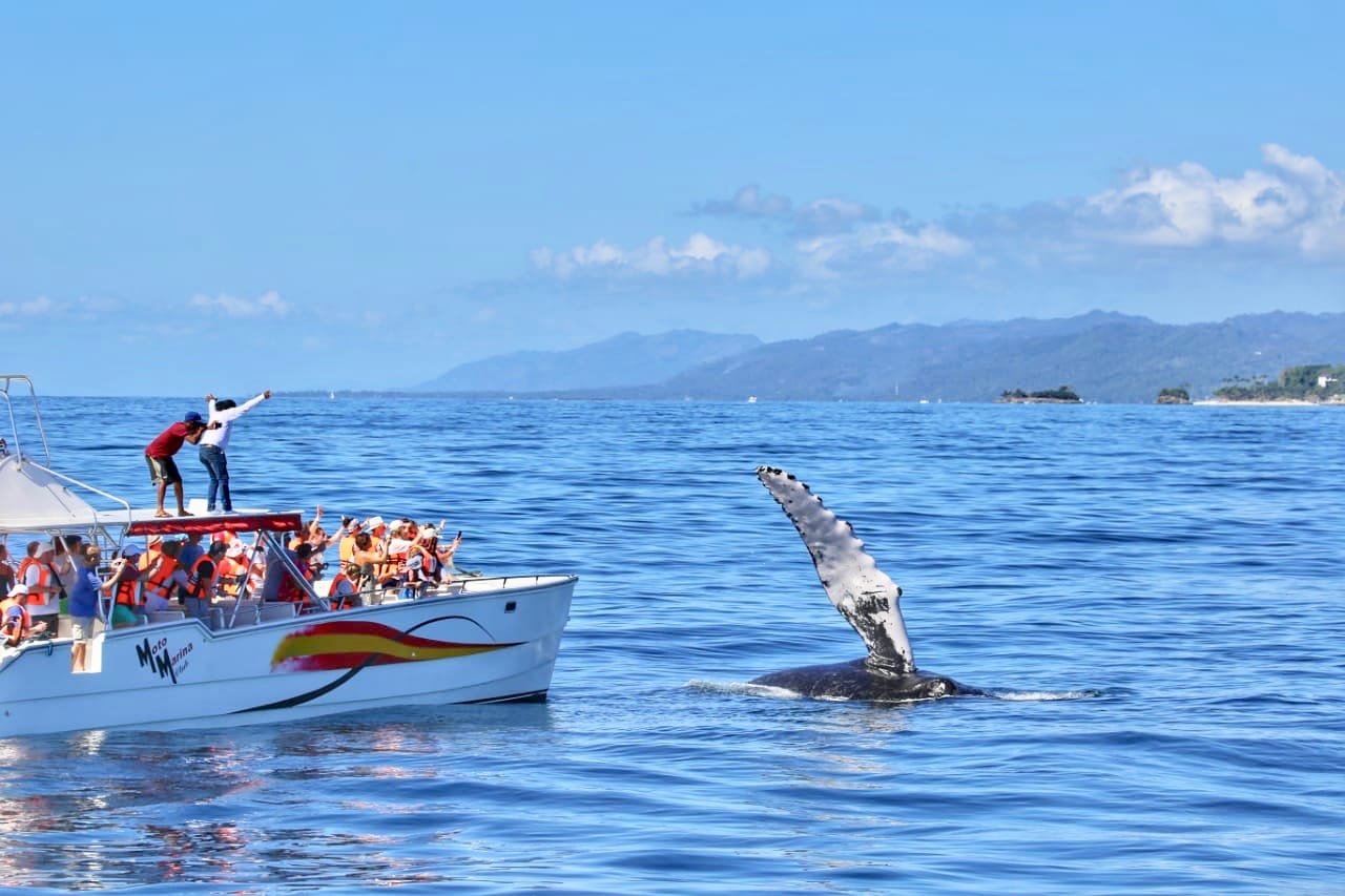 Whales in the Dominican Republic Samana